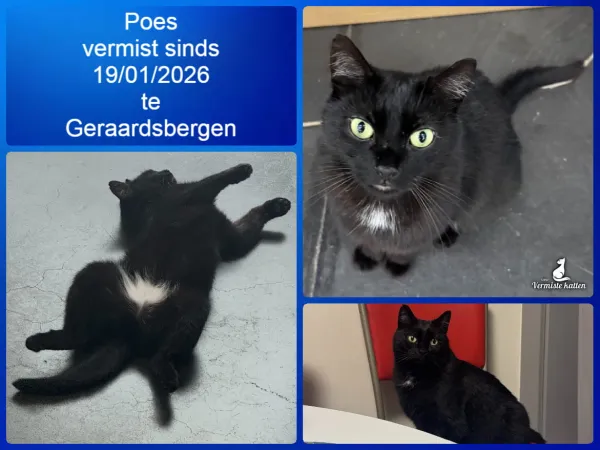 Poes