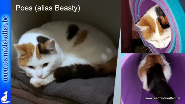 Poes alias Beasty