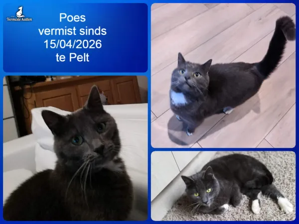 Poes