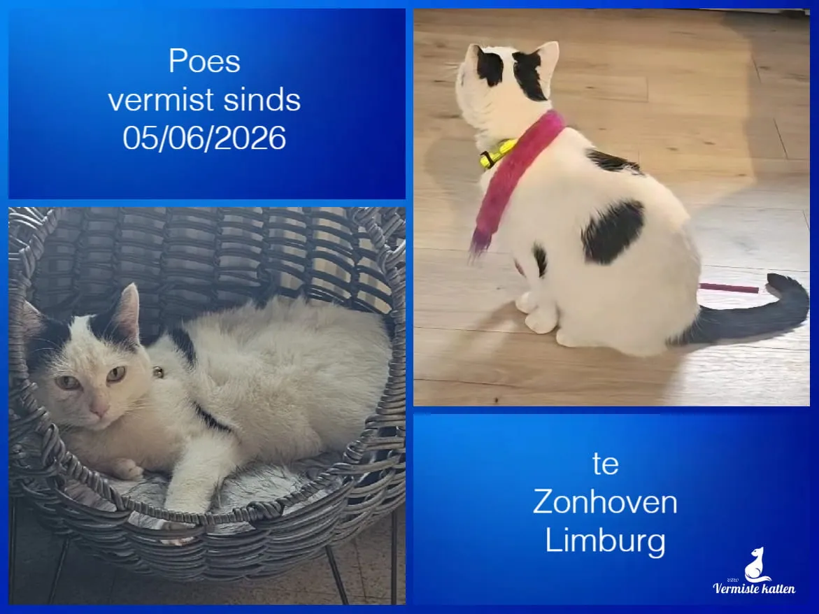 Poes