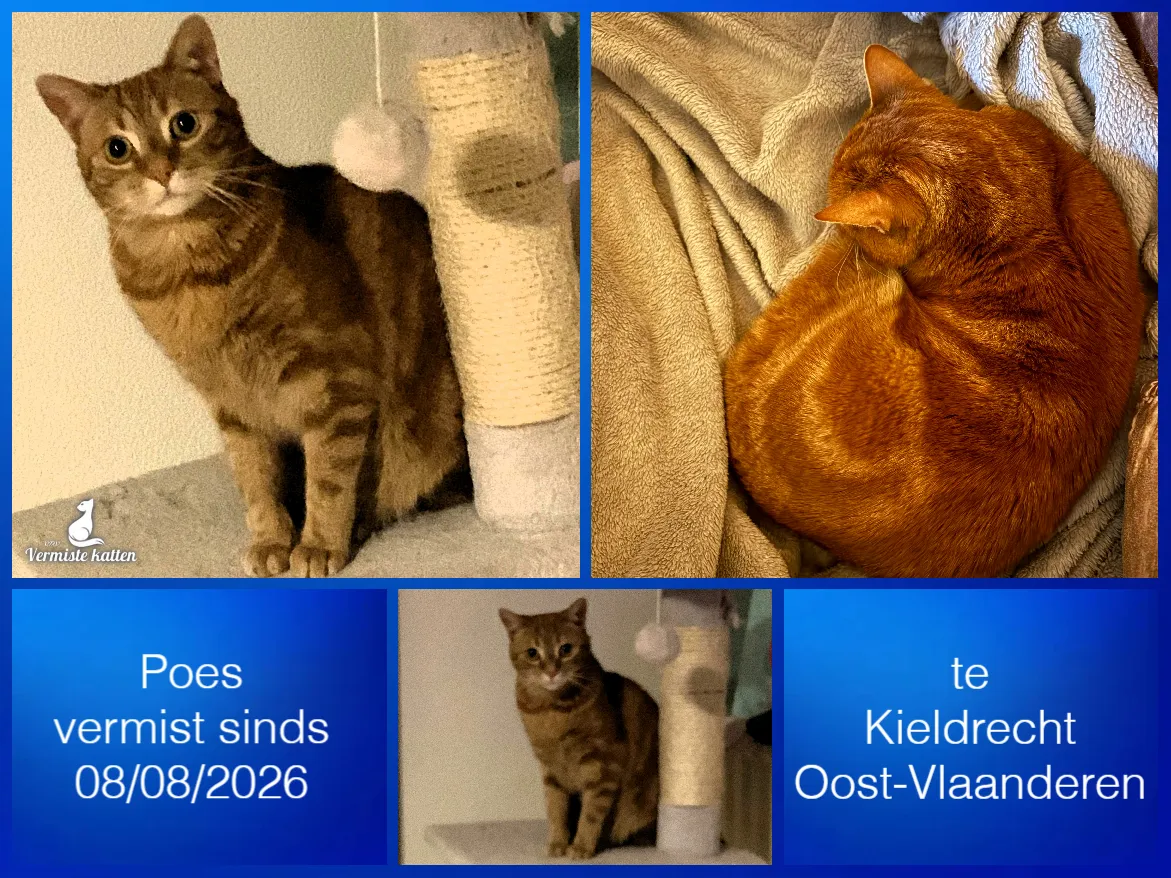 Poes