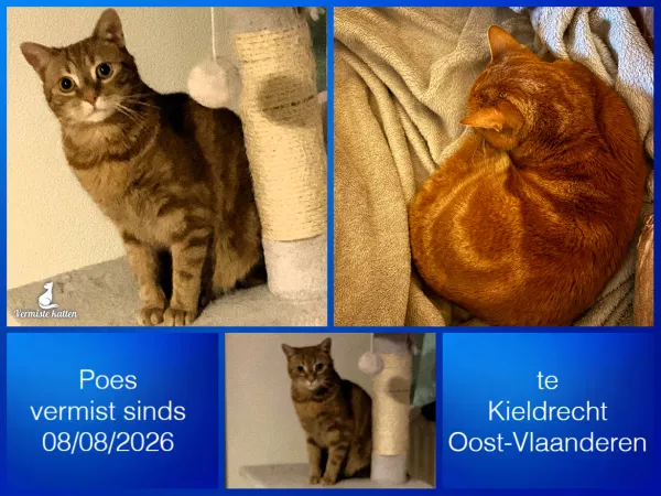Poes