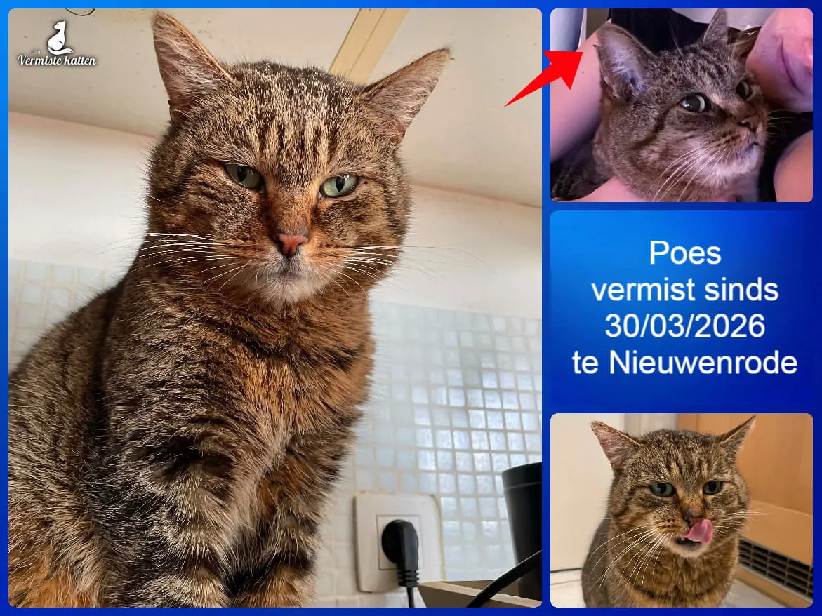 Poes