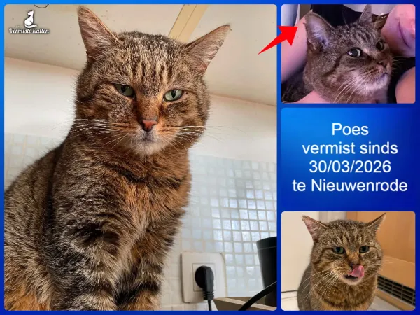 Poes