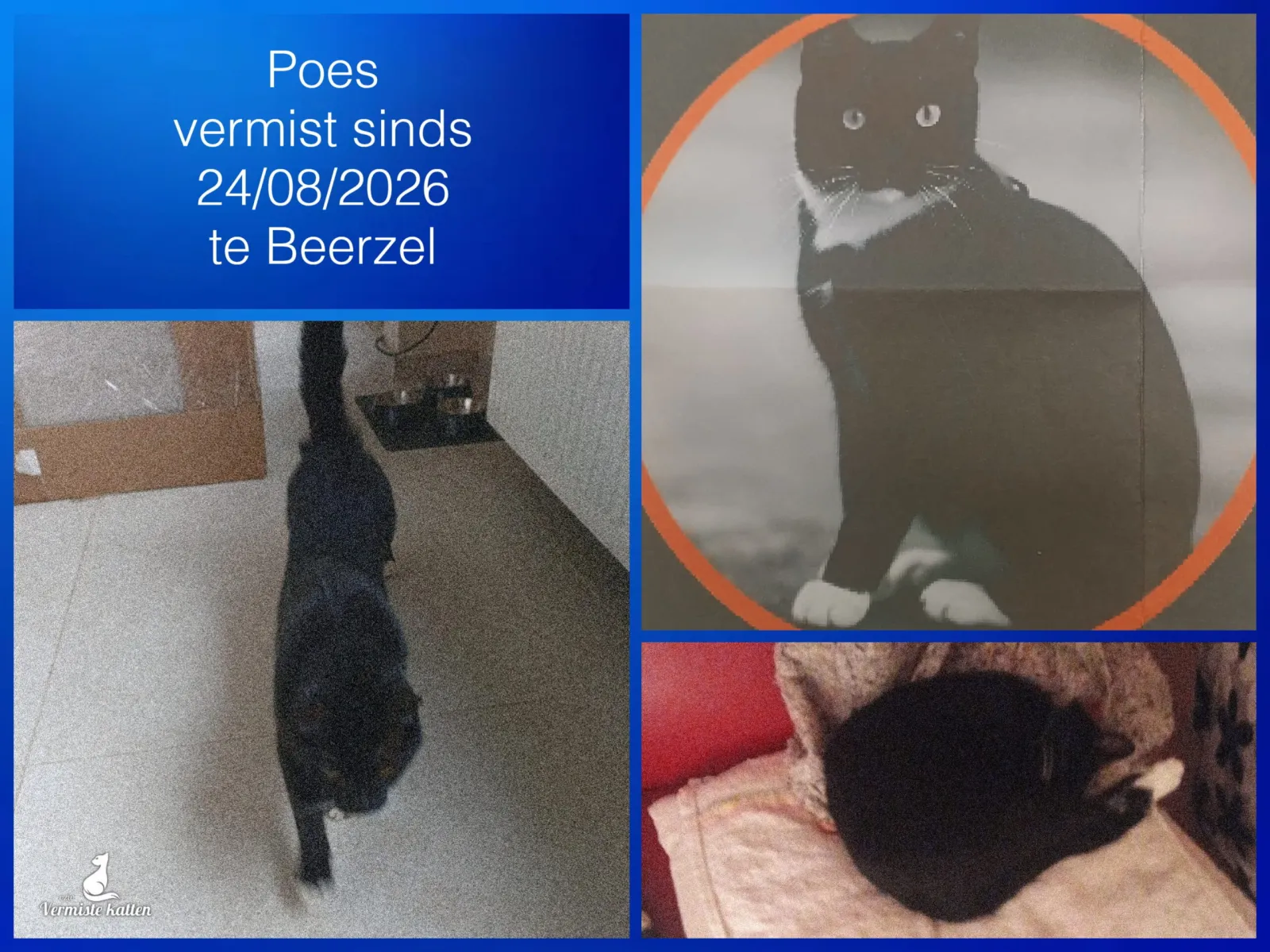 Poes