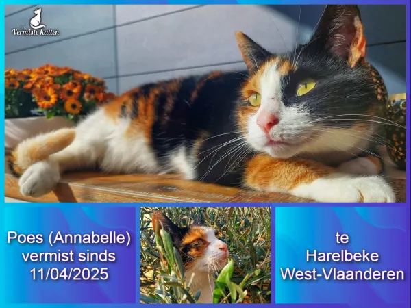 Poes ( Annabelle op chipregistratie)