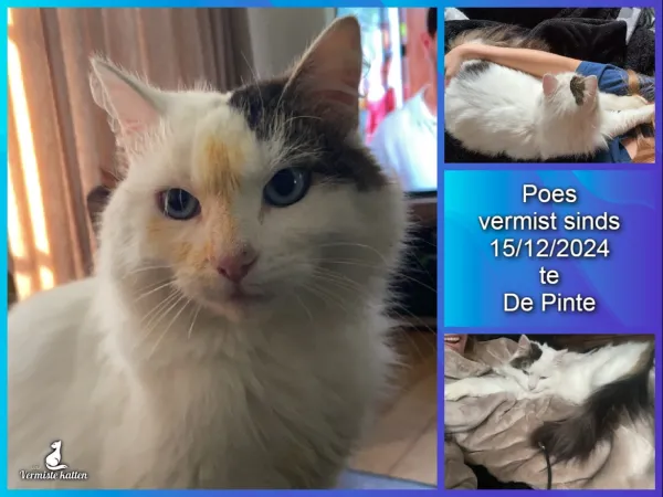 Poes