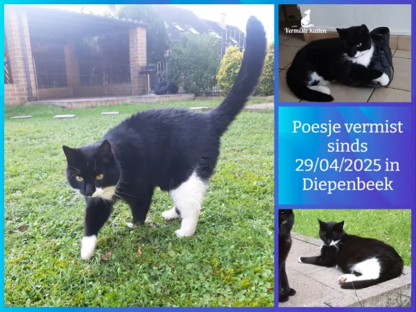 Poesje