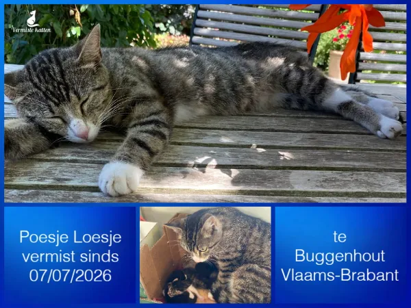 Poesje Loesje
