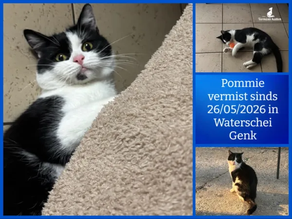 Pommie