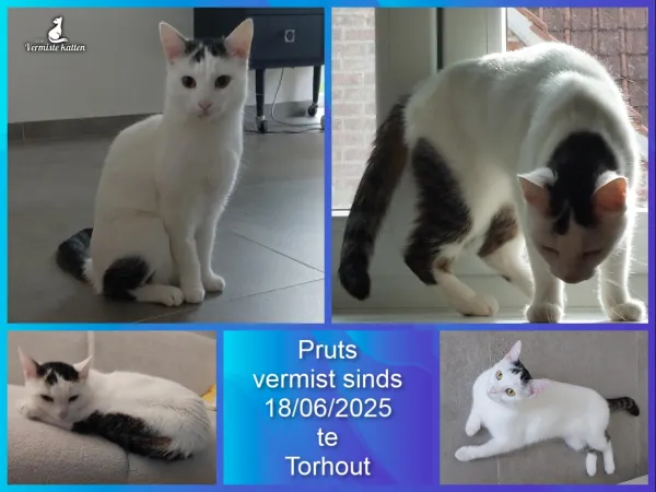 Pruts