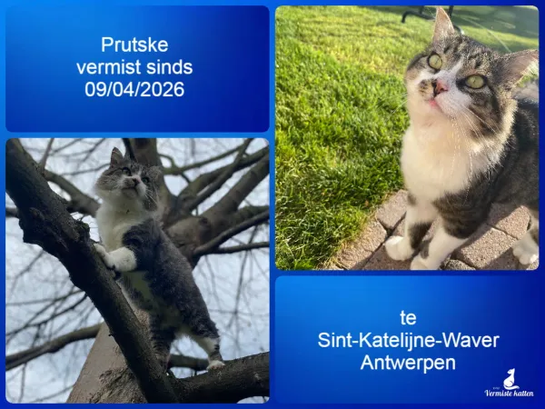 Prutske