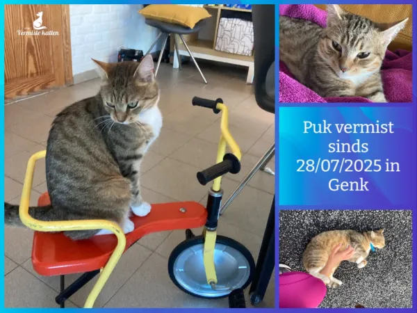 Puk