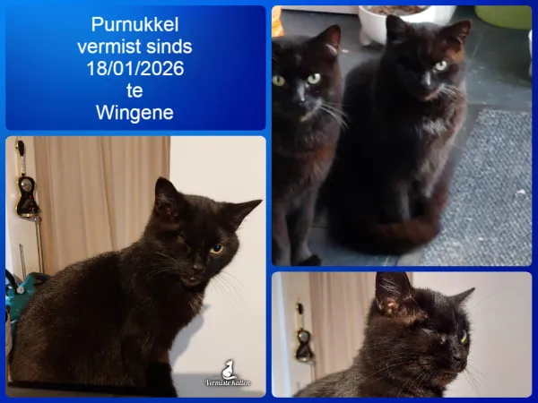 Purnukkel