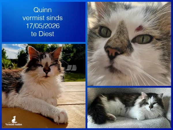 QUINN