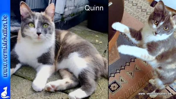 Quinn