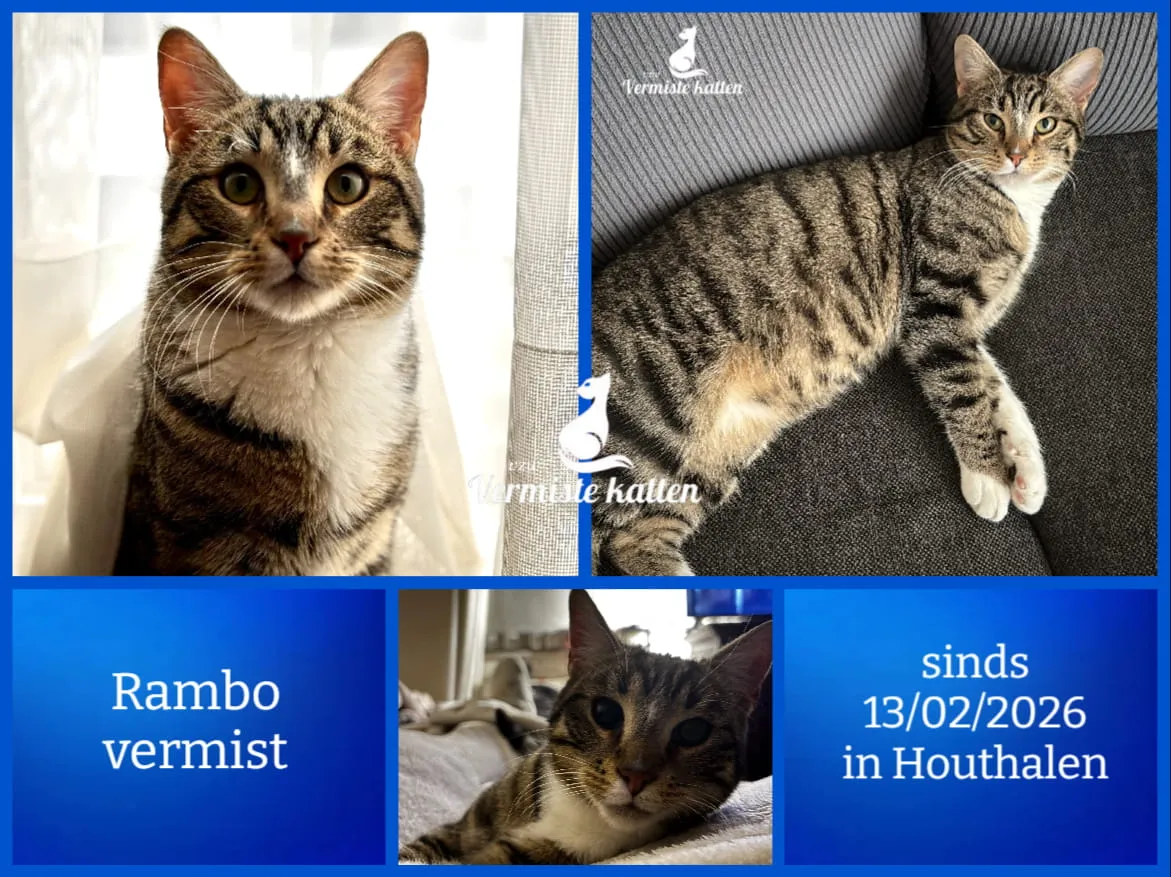 Rambo