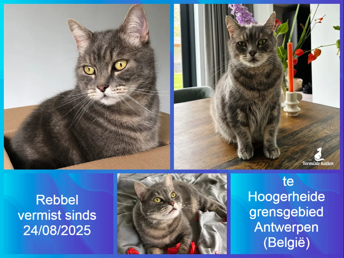 Rebbel