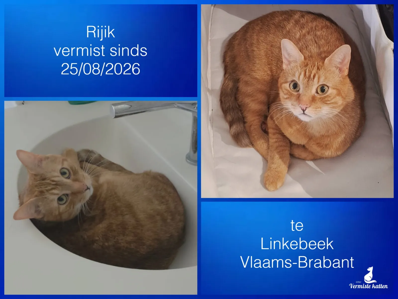 Rijik
