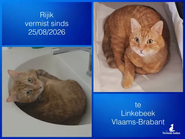 Rijik