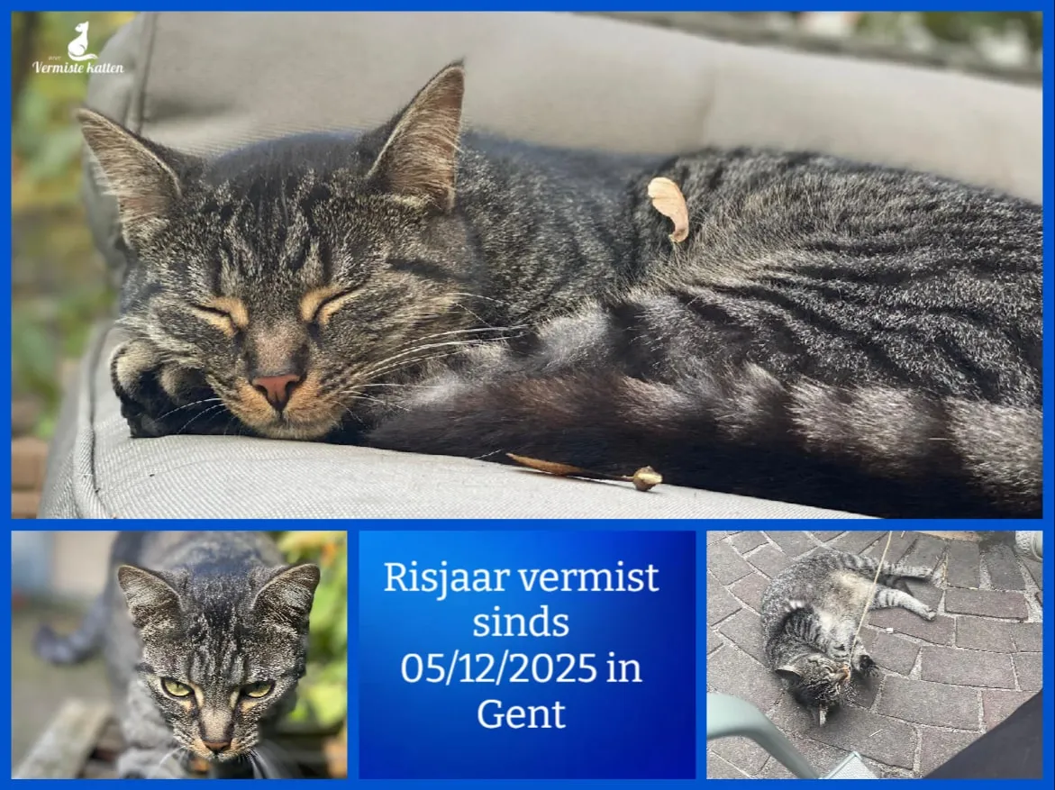 Risjaar