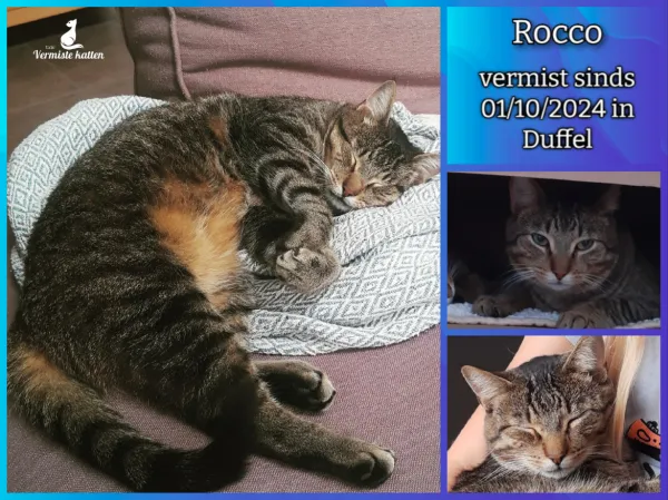 Rocco