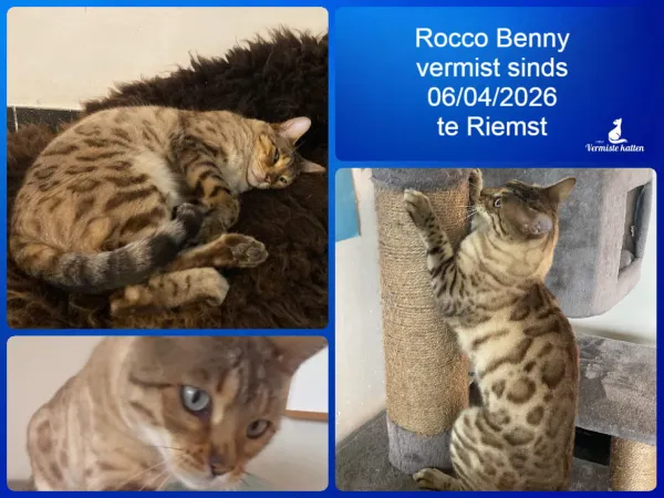 Rocco benny