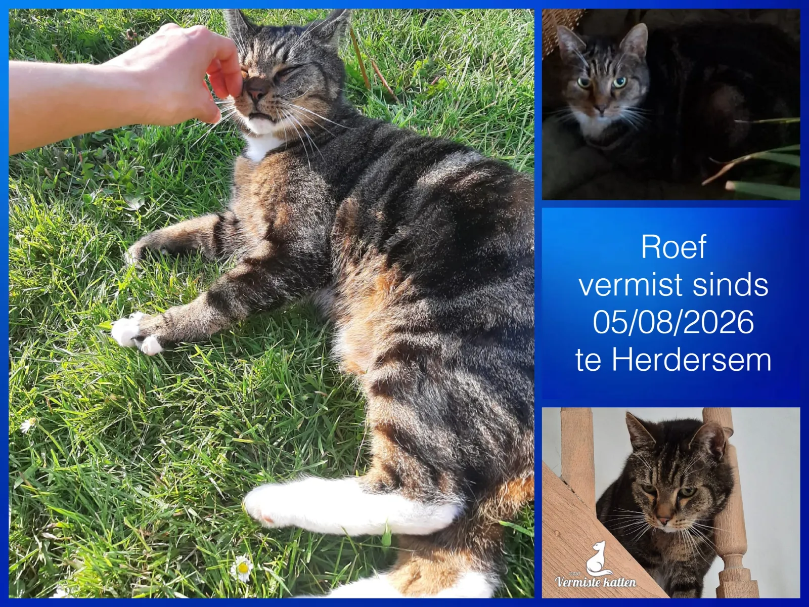 Roef