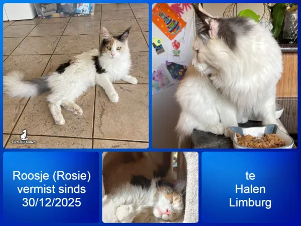 Roosje/Rosie