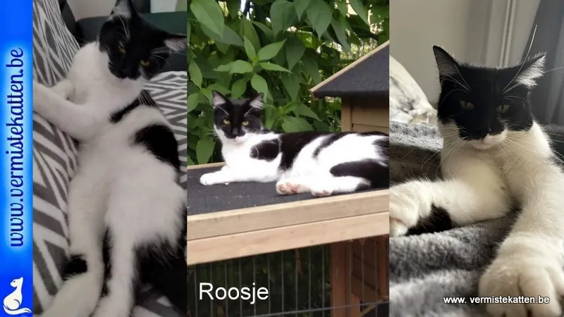 Roosje