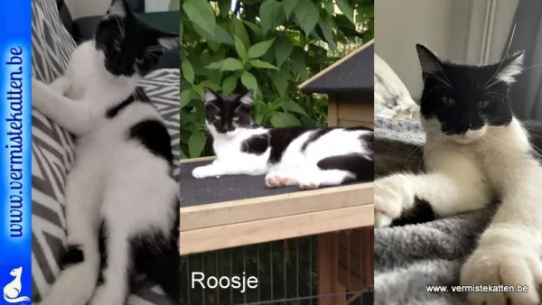 Roosje