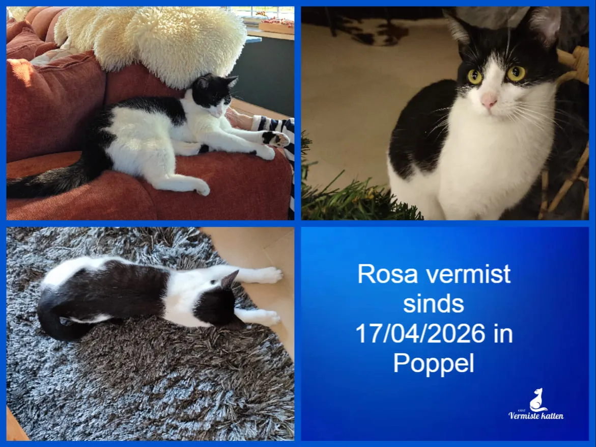 Rosa