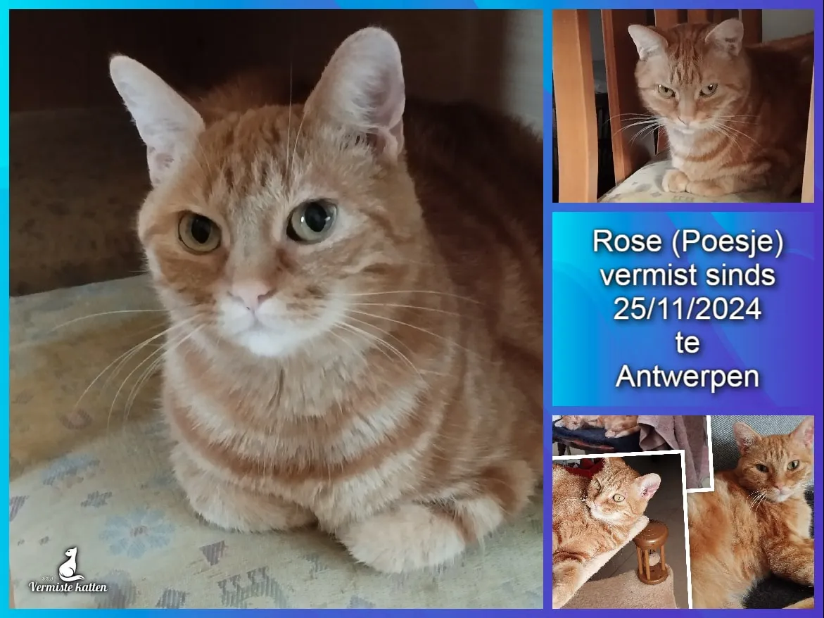 Rose of poesje