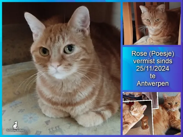 Rose of poesje
