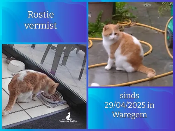 Rostie