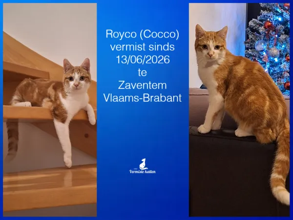 Royco (Cocco)