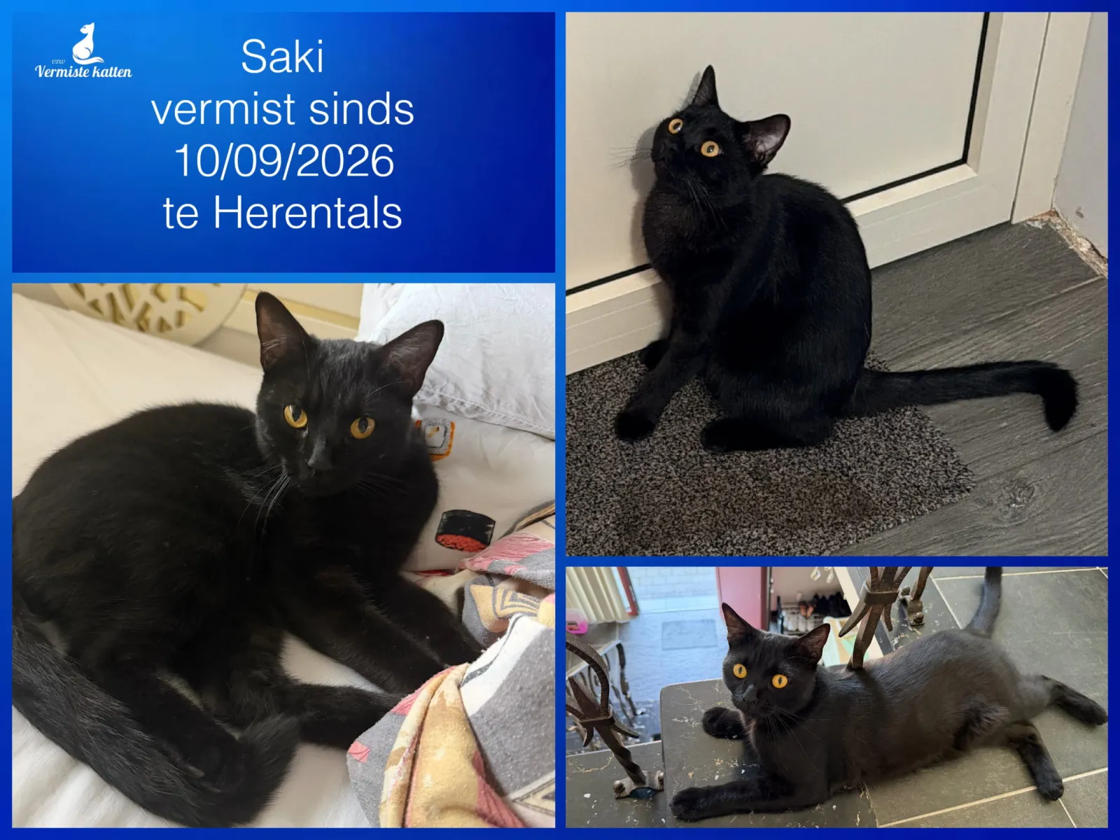 Saki