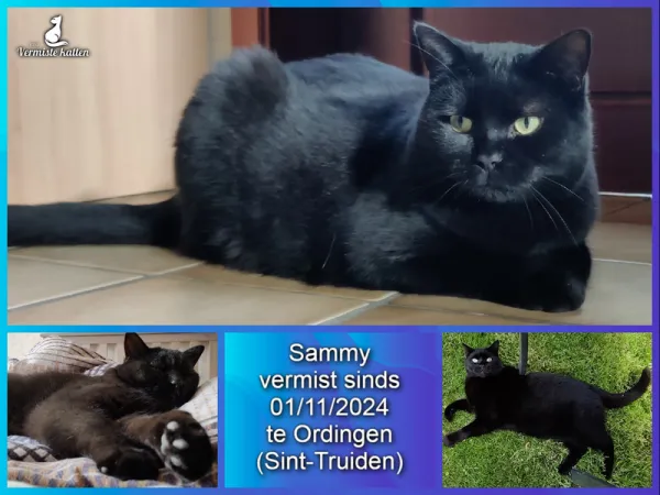 Sammy