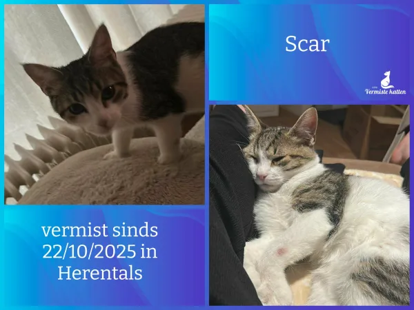 Scar