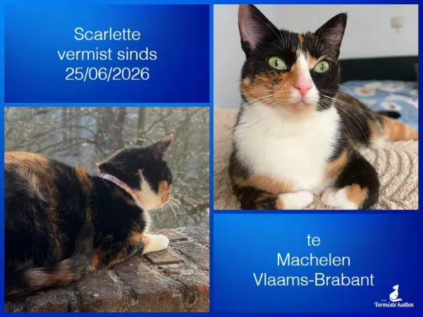 Scarlette