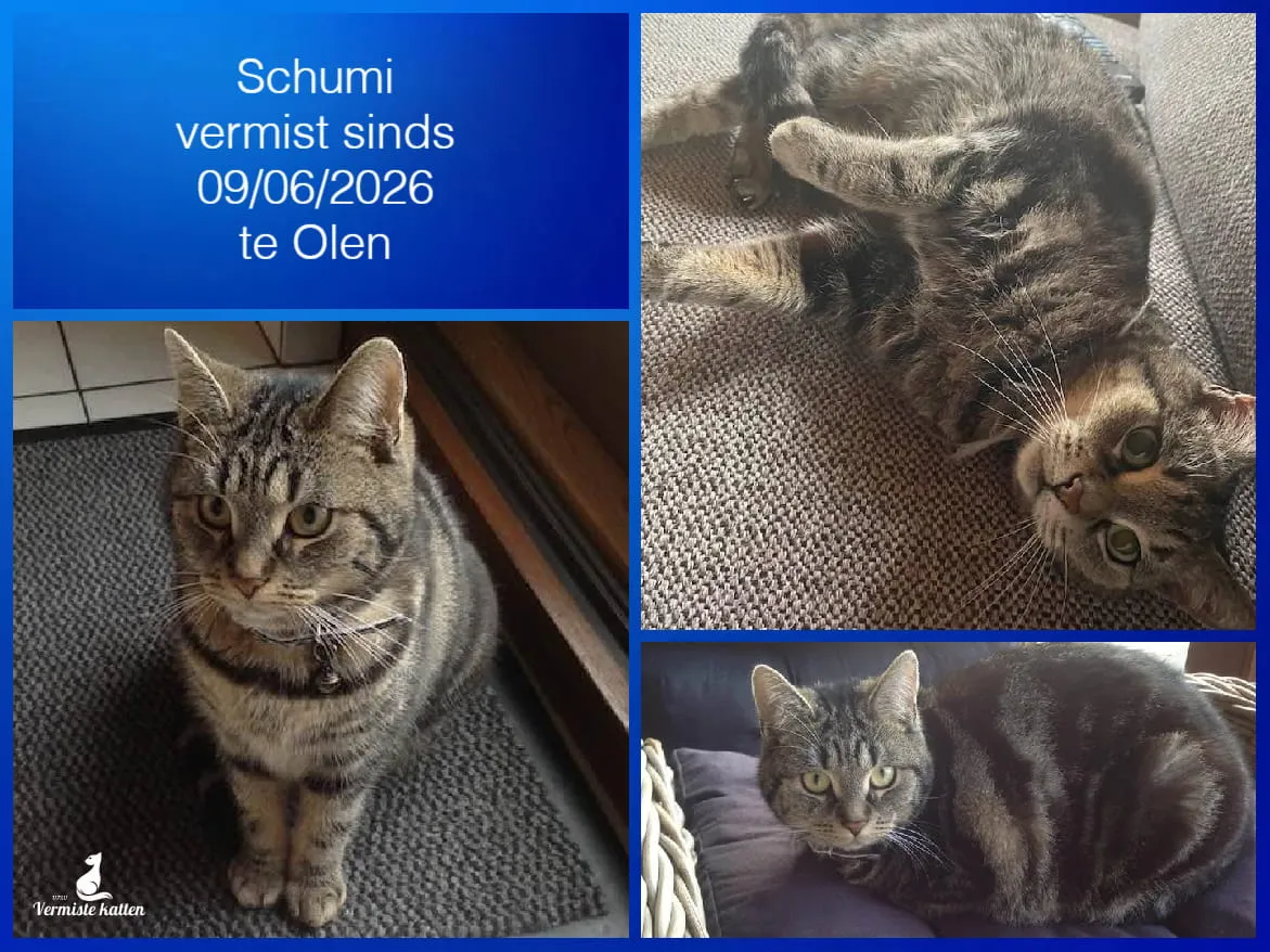 Schumi