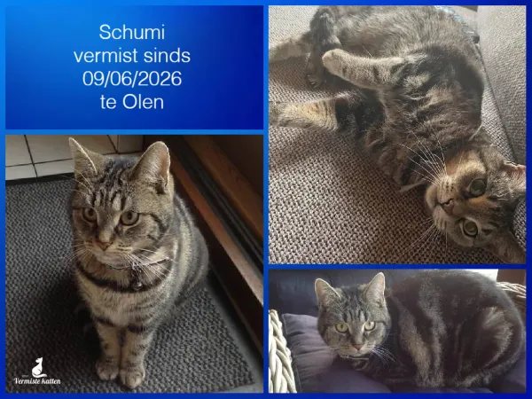 Schumi