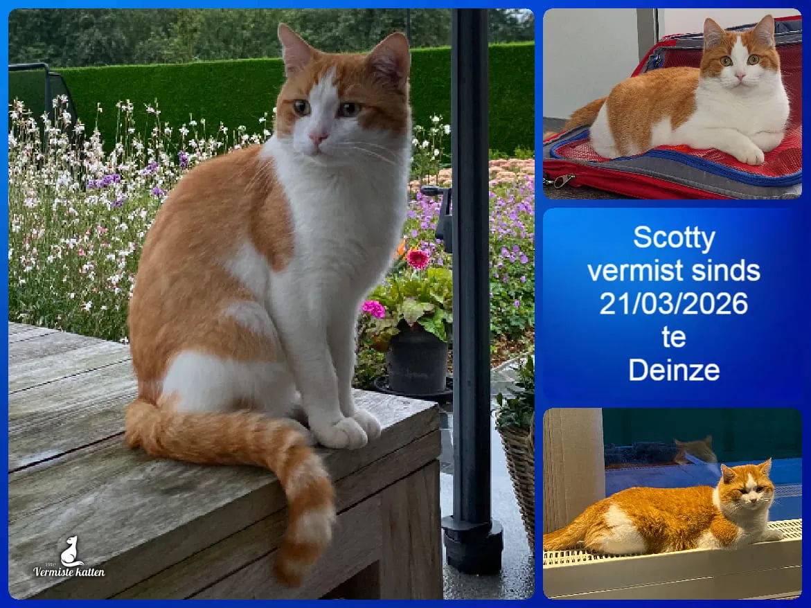 Scotty