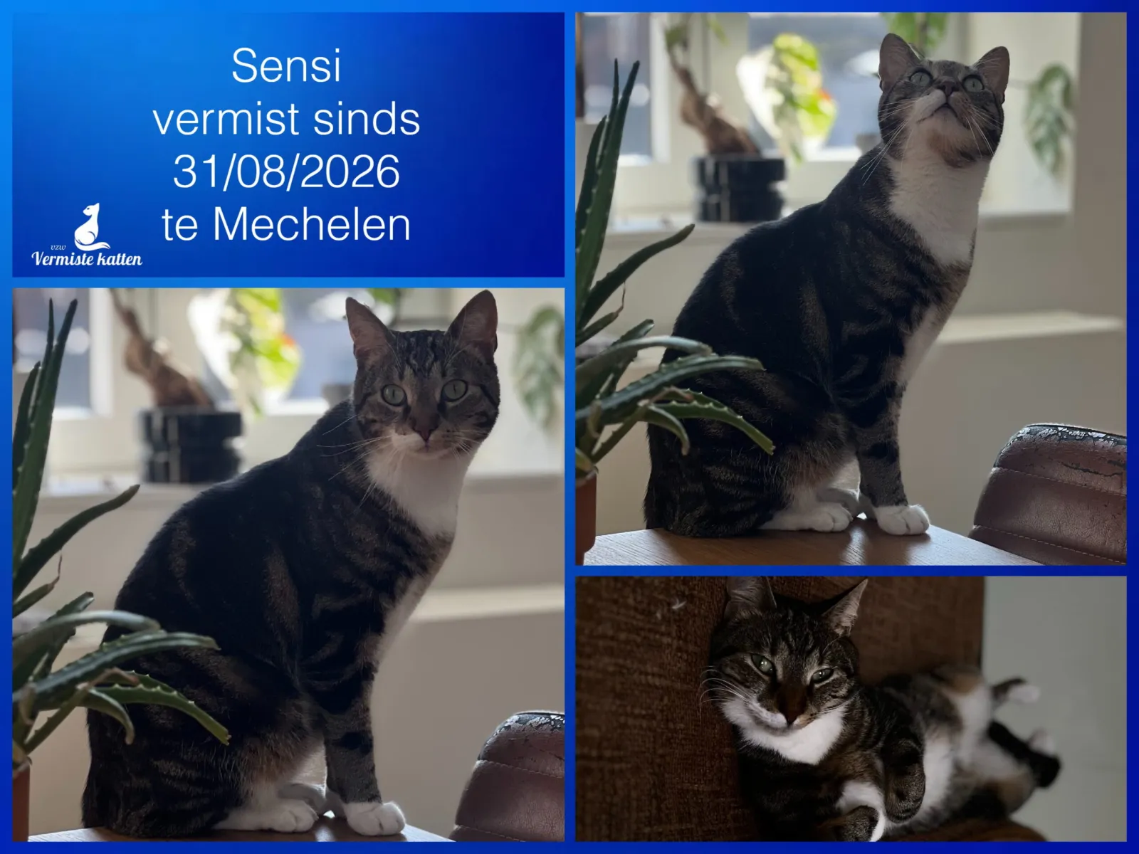 Sensi