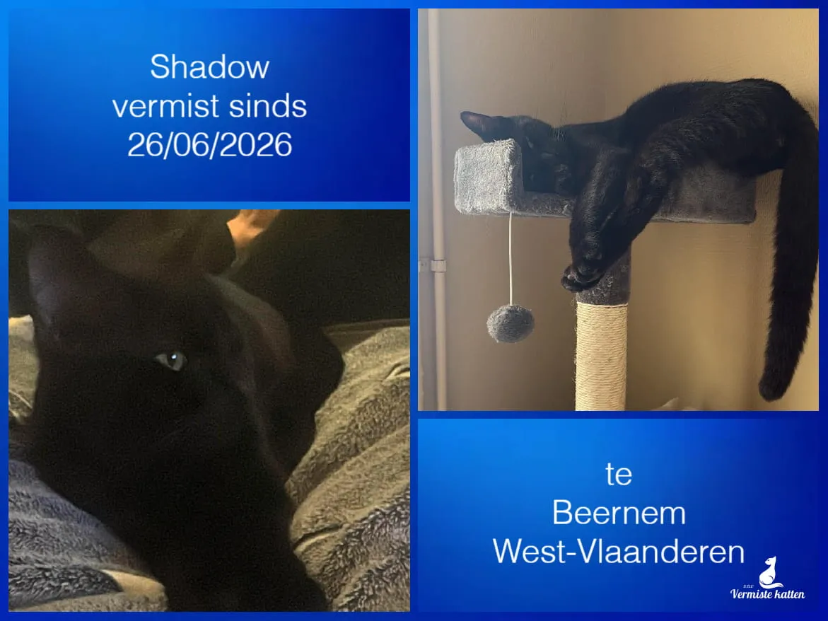 Shadow