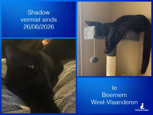 Shadow