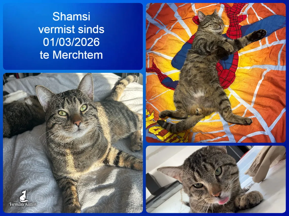 Shamsi