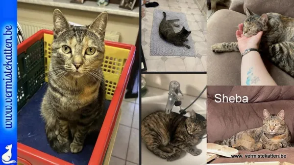 Sheba
