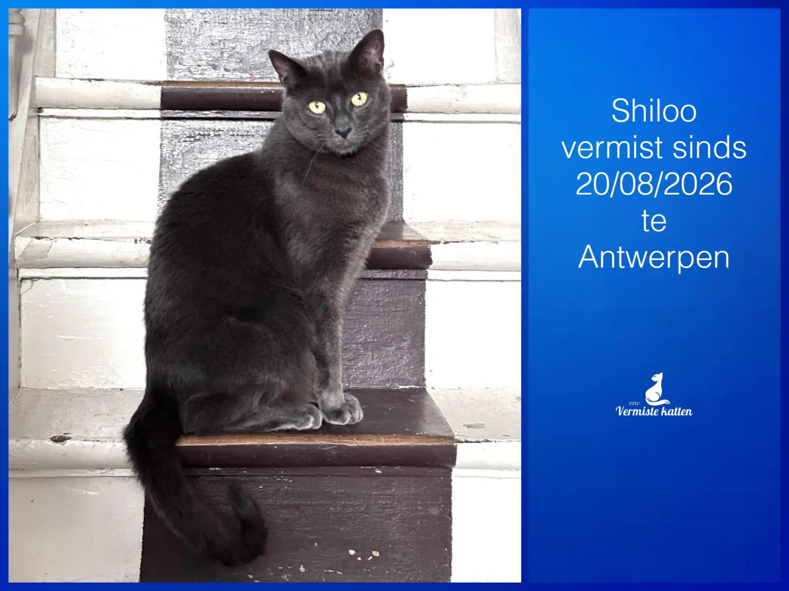 Shiloo