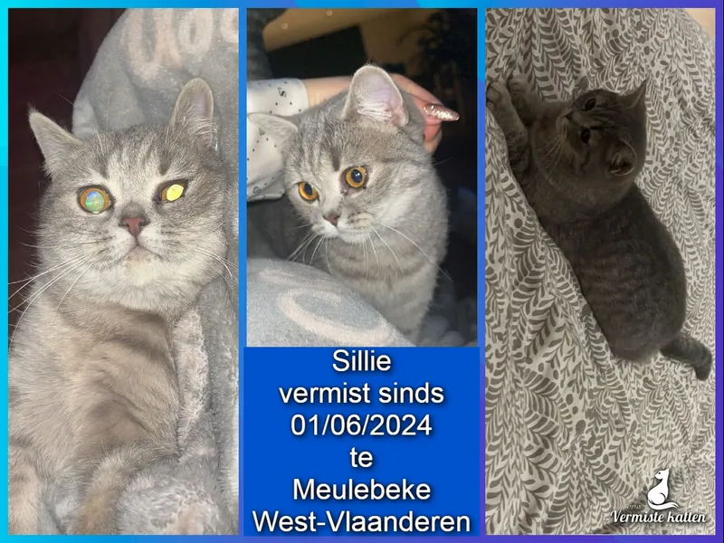 Sillie